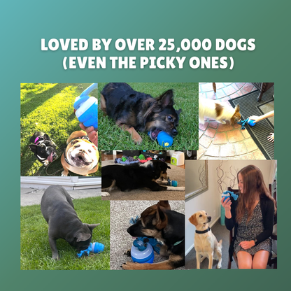 The Chase Buddy™ – Keep Your Dog Calm, Engaged & Satisfied (Even When You’re Busy)